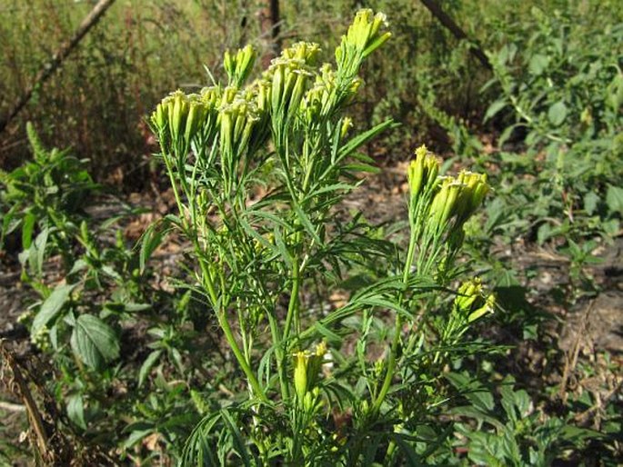 Tagetes minuta