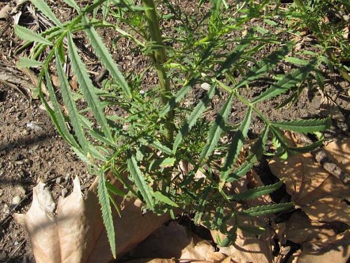 Tagetes minuta