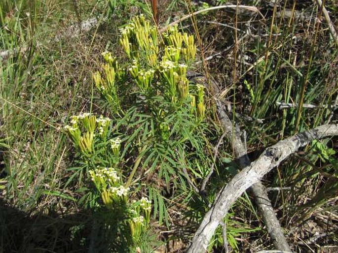 Tagetes minuta