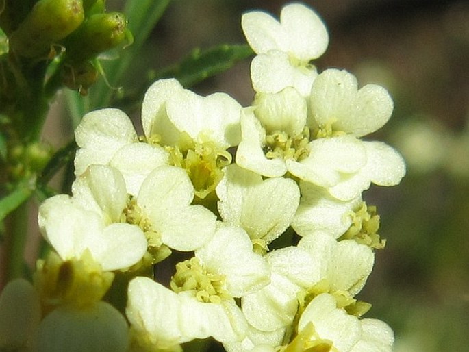 Tagetes minuta