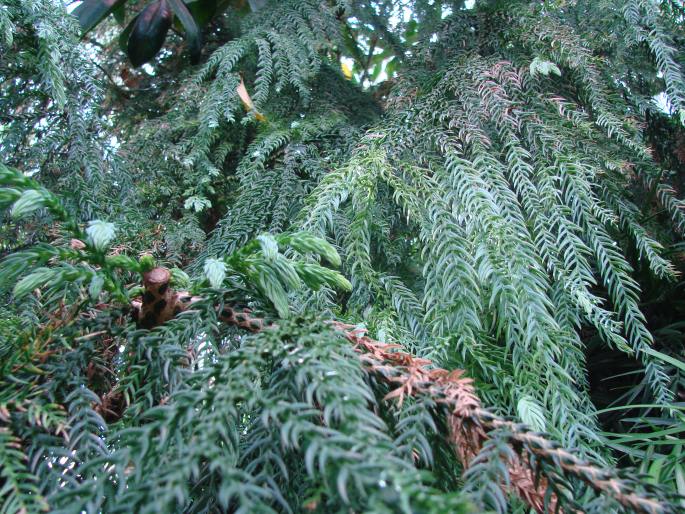 Taiwania cryptomerioides