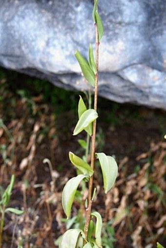 Talinum portulacifolium