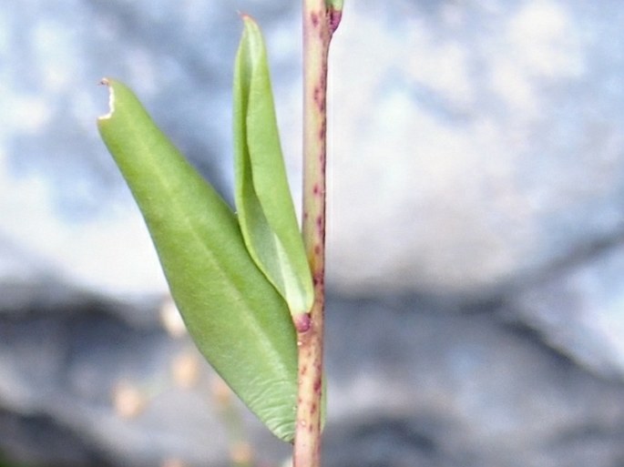 Talinum portulacifolium