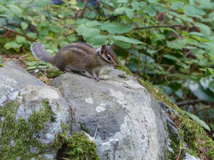 Tamias townsendii, čipmank tmavý