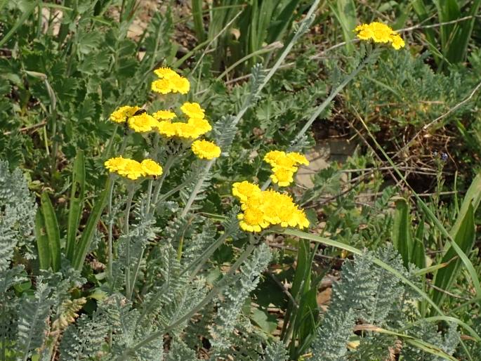 Tanacetum aureum