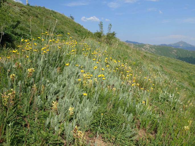 Tanacetum aureum