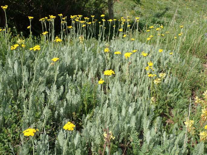 Tanacetum aureum