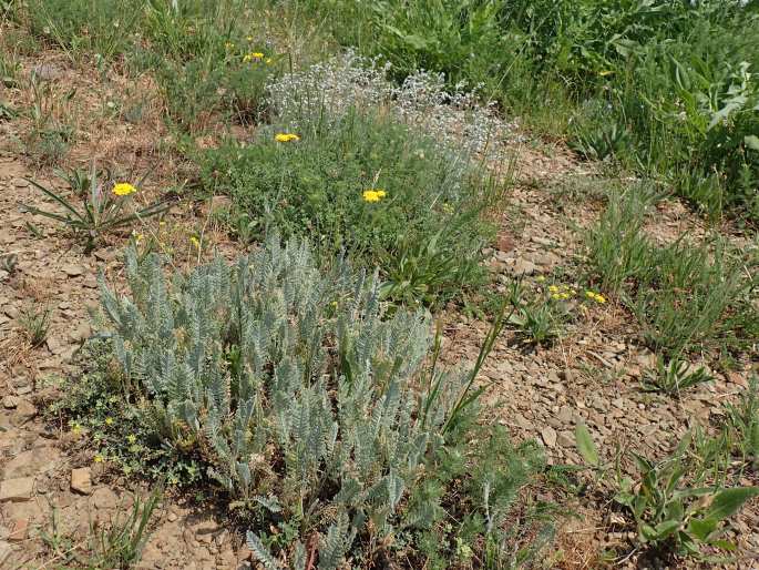 Tanacetum aureum