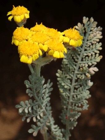 Tanacetum aureum