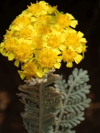 Tanacetum aureum