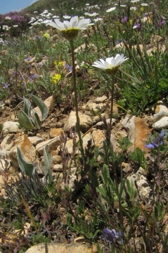 Tanacetum aucherianum