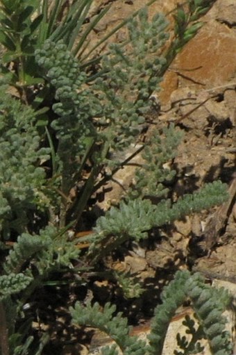 Tanacetum aucherianum