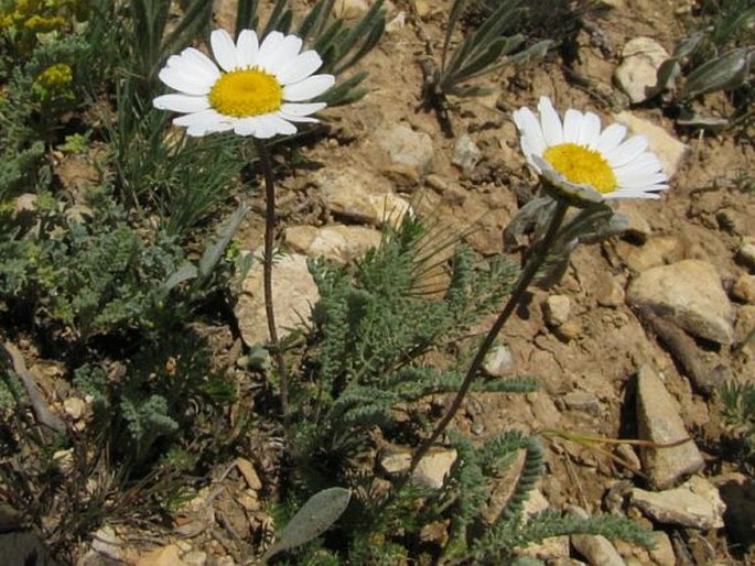 Tanacetum aucherianum