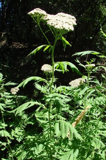 Tanacetum macrophyllum