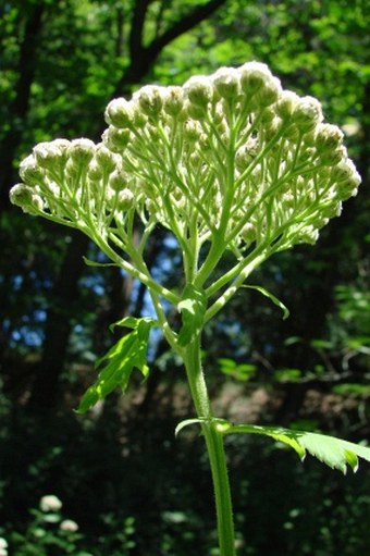 Tanacetum macrophyllum