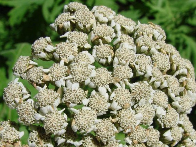 Tanacetum macrophyllum