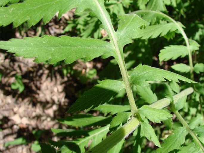 Tanacetum macrophyllum