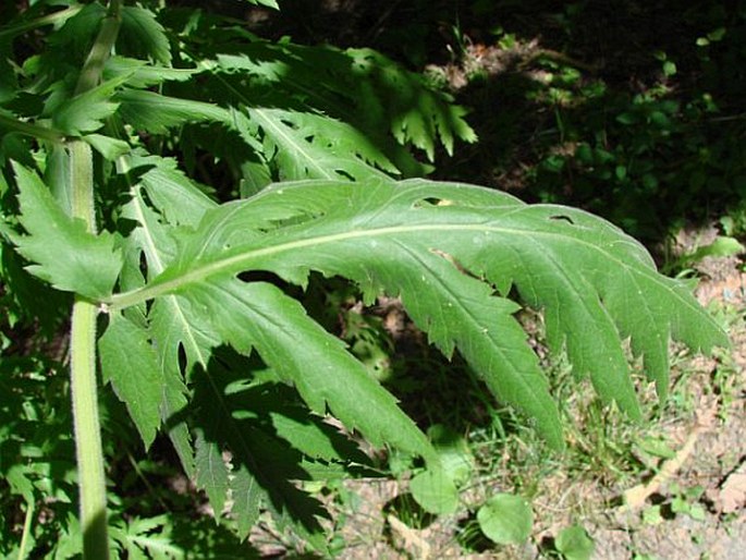 Tanacetum macrophyllum