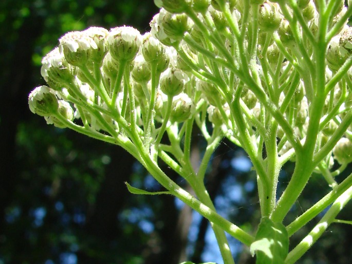 Tanacetum macrophyllum