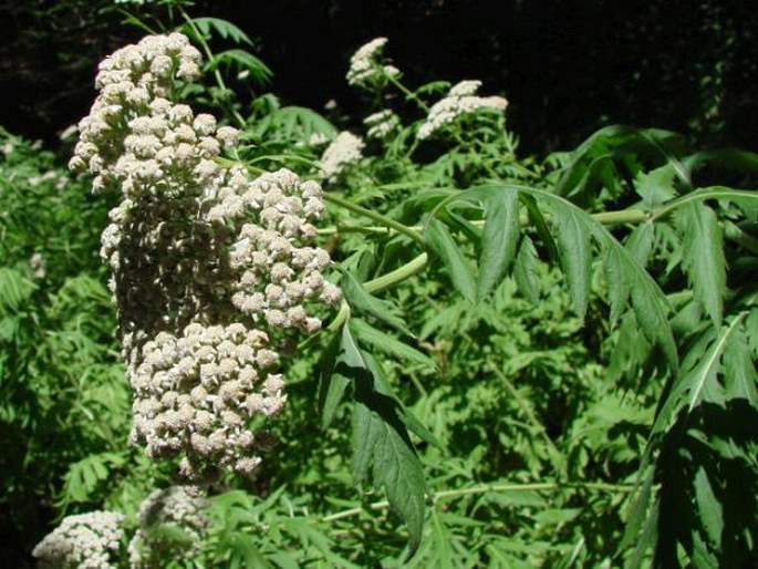 Tanacetum macrophyllum