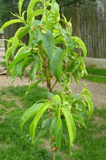 Taphrina deformans