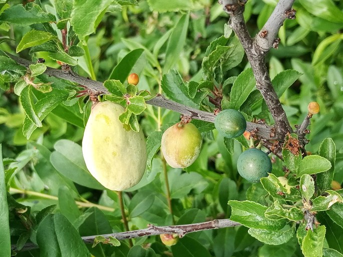 Taphrina pruni