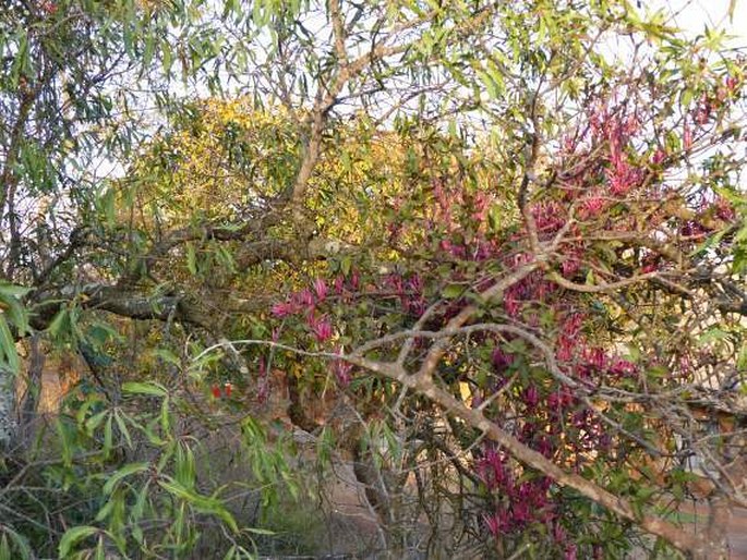 Tapinanthus rubromarginatus