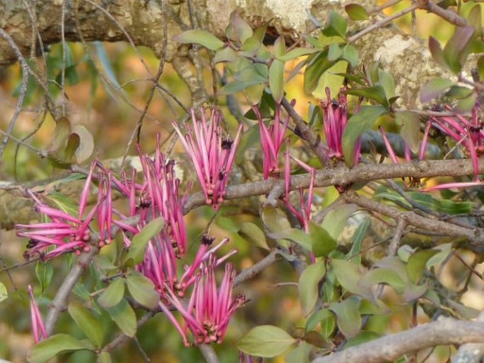 Tapinanthus rubromarginatus