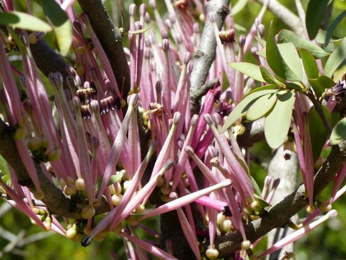 Tapinanthus rubromarginatus