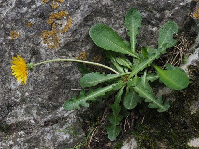 TARAXACUM JANCHENII Kirschner et Štěpánek – pampeliška / púpava