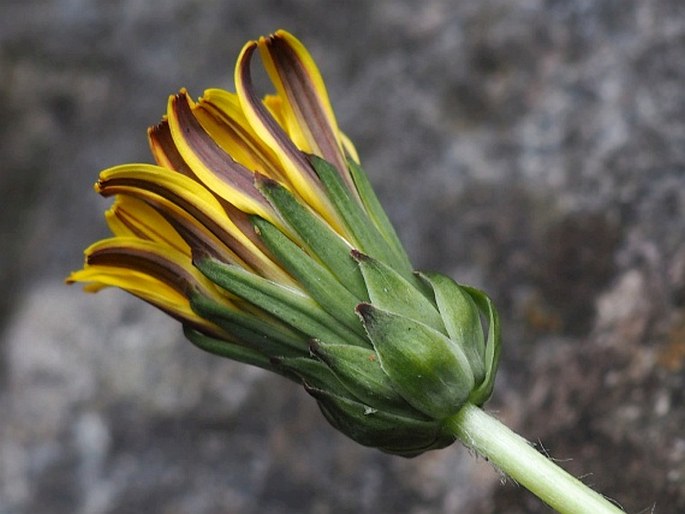 Taraxacum janchenii