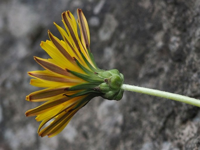 Taraxacum janchenii