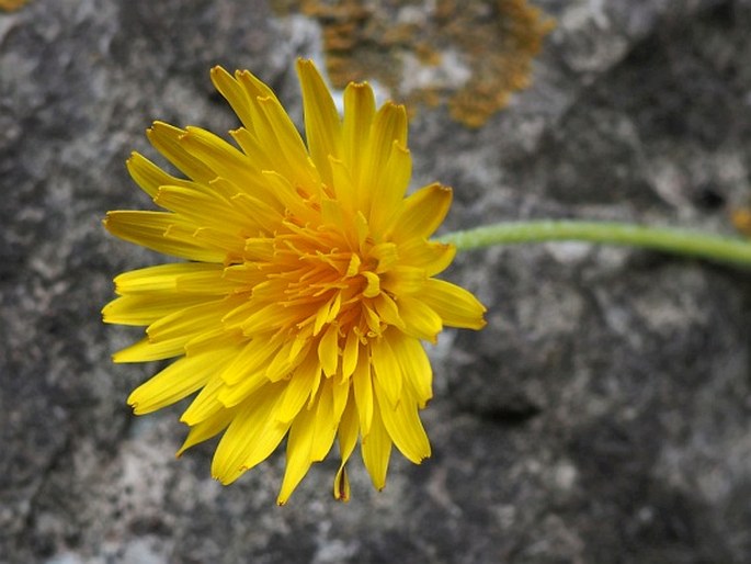 Taraxacum janchenii