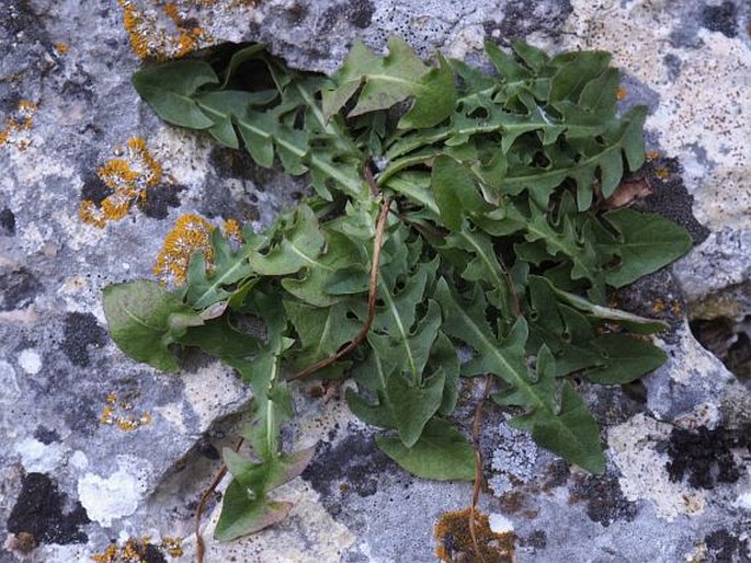 Taraxacum janchenii