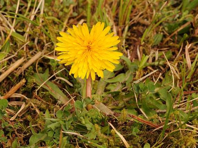 TARAXACUM NORDSTEDTII Dahlst. – pampeliška Nordstedtova / púpava