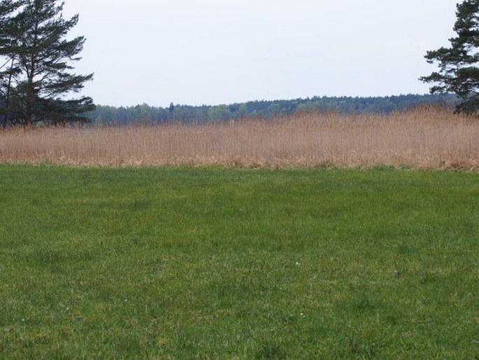 Taraxacum nordstedtii