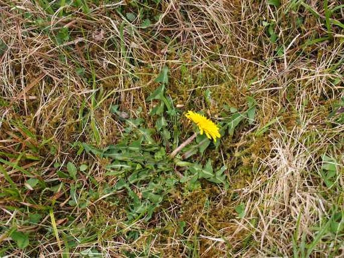 Taraxacum nordstedtii