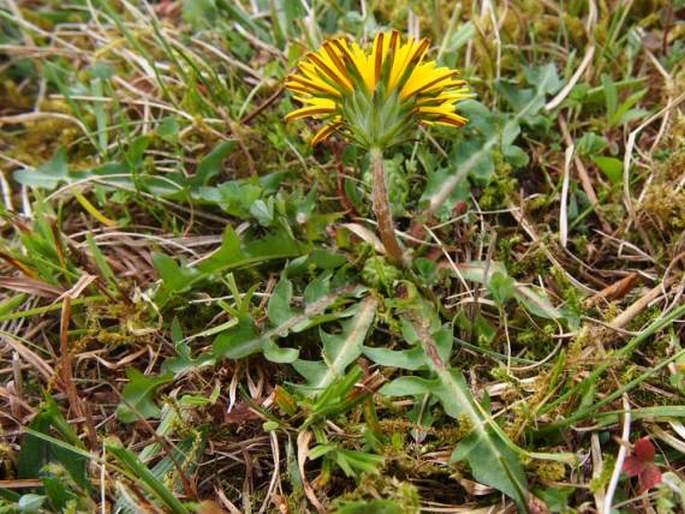 Taraxacum nordstedtii