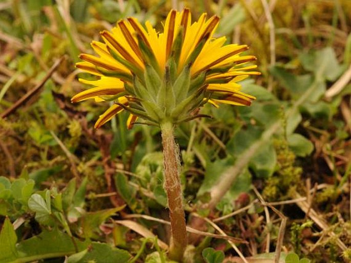 Taraxacum nordstedtii