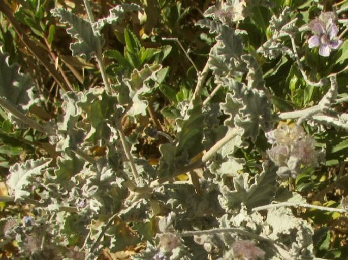 Tarasa operculata