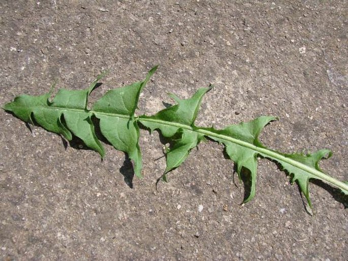 Taraxacum sect. Ruderalia