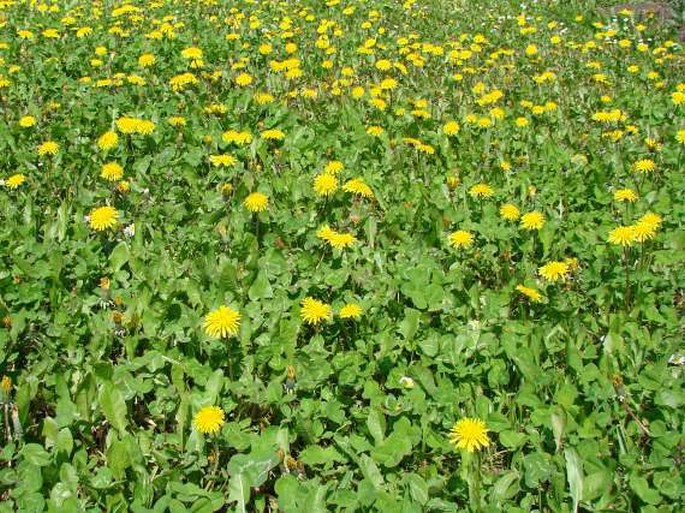 Taraxacum sect. Ruderalia