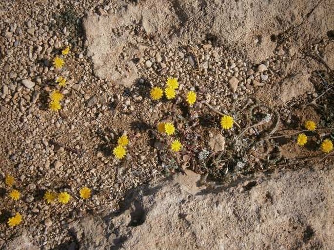 Taraxacum aphrogenes