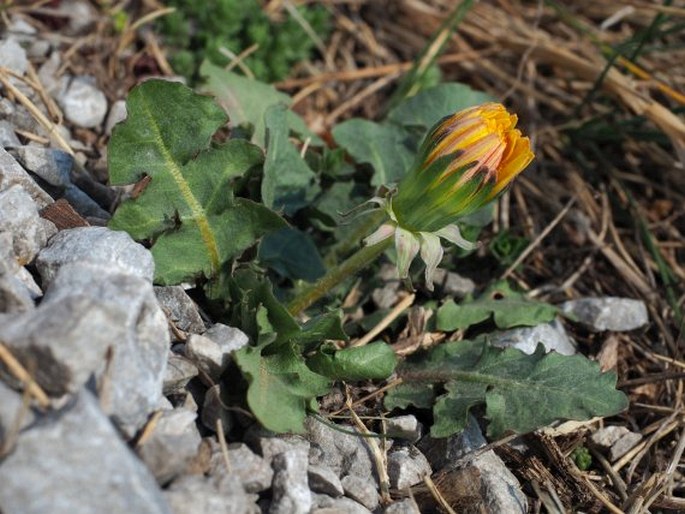 TARAXACUM ERYTHROCARPUM Kirschner et Štěpánek – pampeliška západoslovenská / púpava západoslovenská