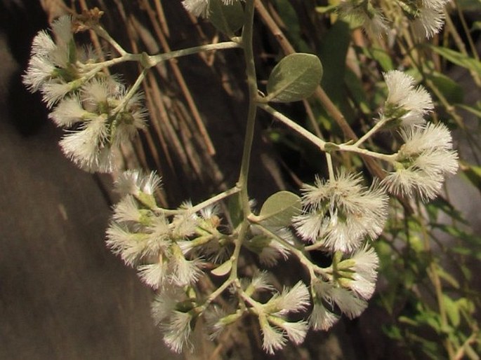 Tarlmounia elliptica