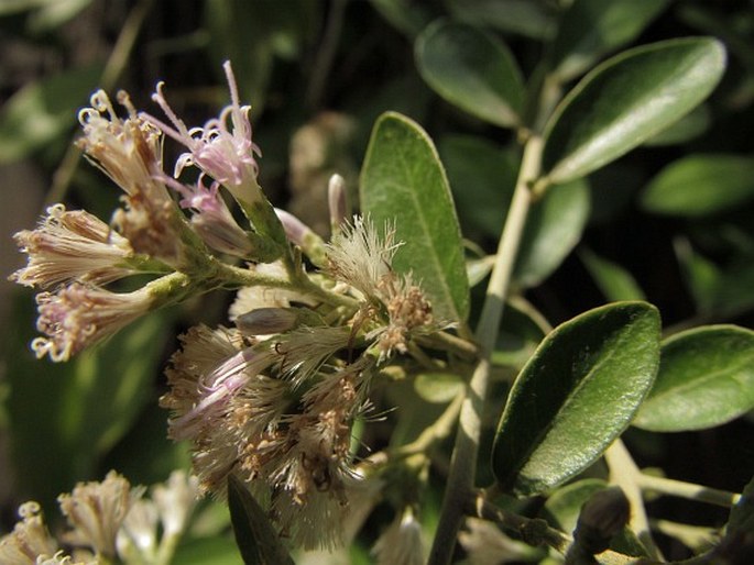 Tarlmounia elliptica