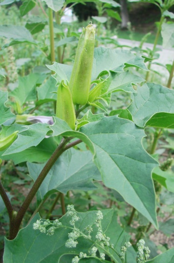 Datura stramonium var. tatula