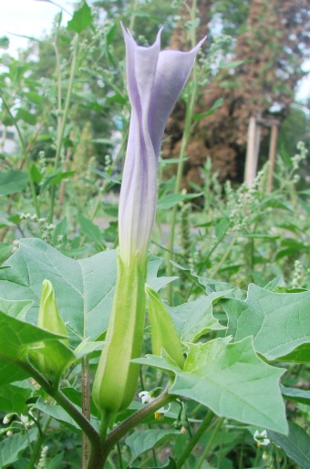 Datura stramonium var. tatula