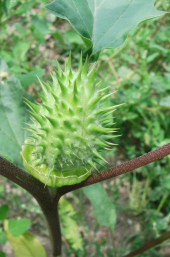 Datura stramonium var. tatula