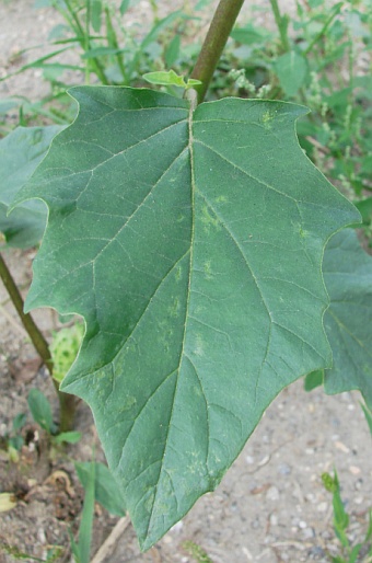 Datura stramonium var. tatula